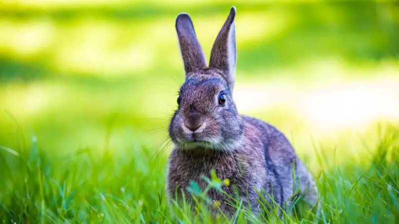 10 Effective Ways to Keep Your Rabbits Cool in Summer
