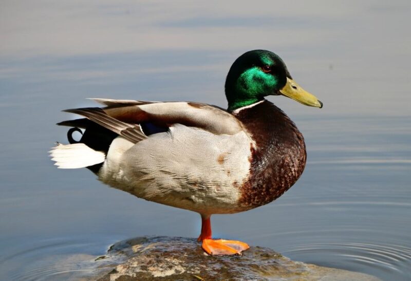 Are Ducks Colorblind