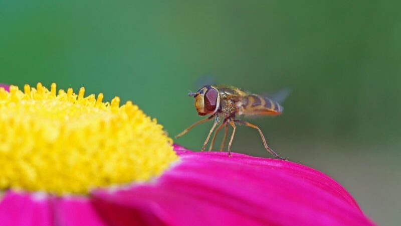 Are Hoverflies Bad for Plants