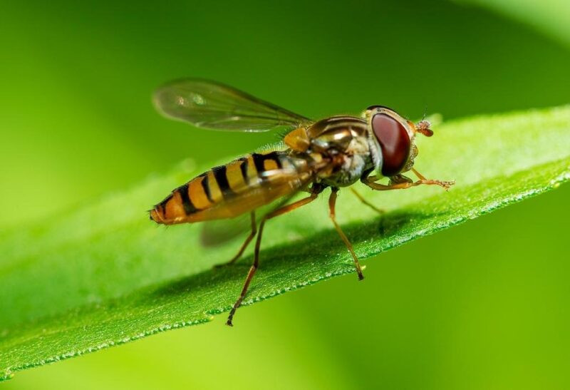 Are Hoverflies Good for Your Garden