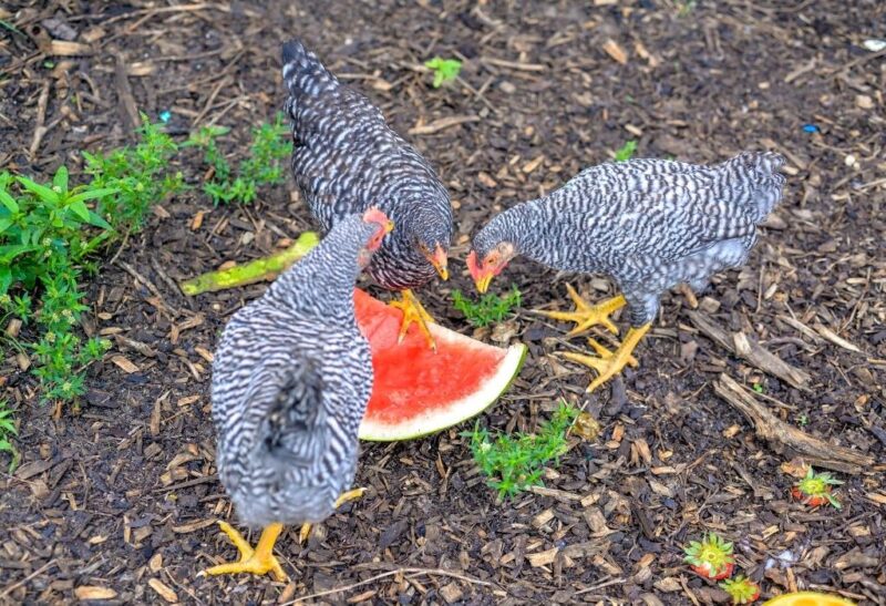 Are Watermelons Healthy for Chickens