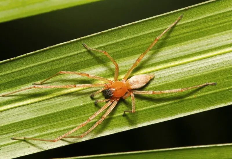 Are Yellow Sac Spiders Dangerous