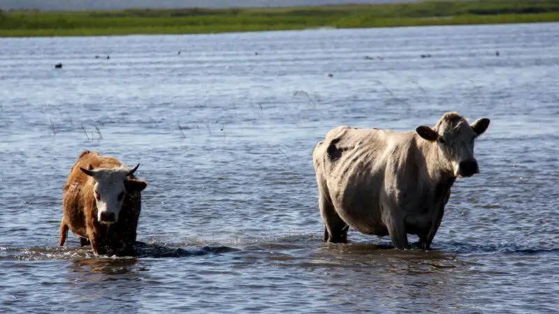 Benefits of Swimming for Cows