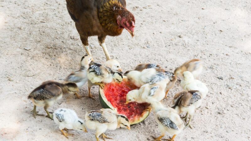 Can Baby Chicks Eat Watermelon
