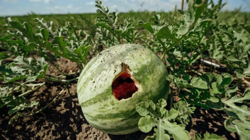 Can Chickens Eat Rotten Watermelon