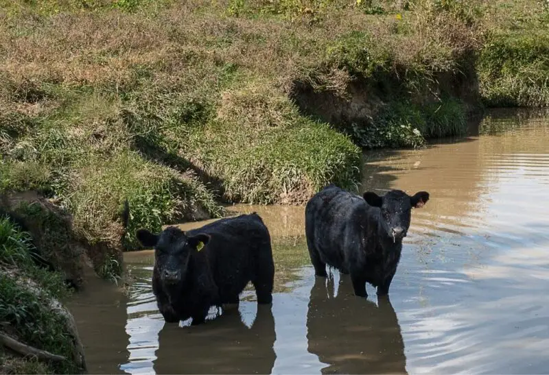 Can Cows Swim