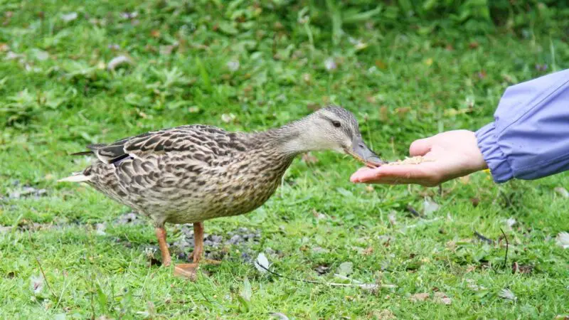 Can Ducks Recognize Human Faces