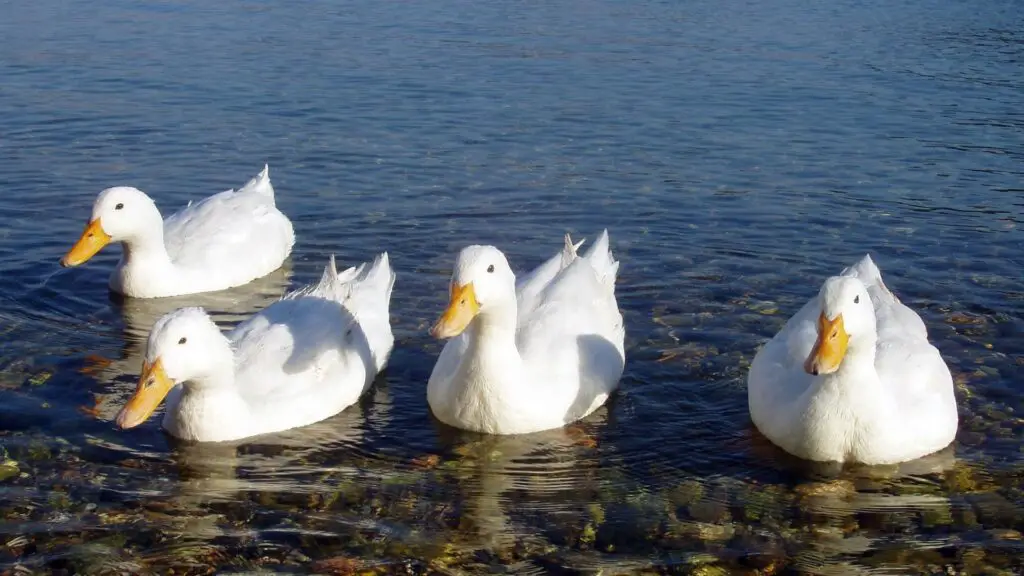 Can Ducks See Underwater