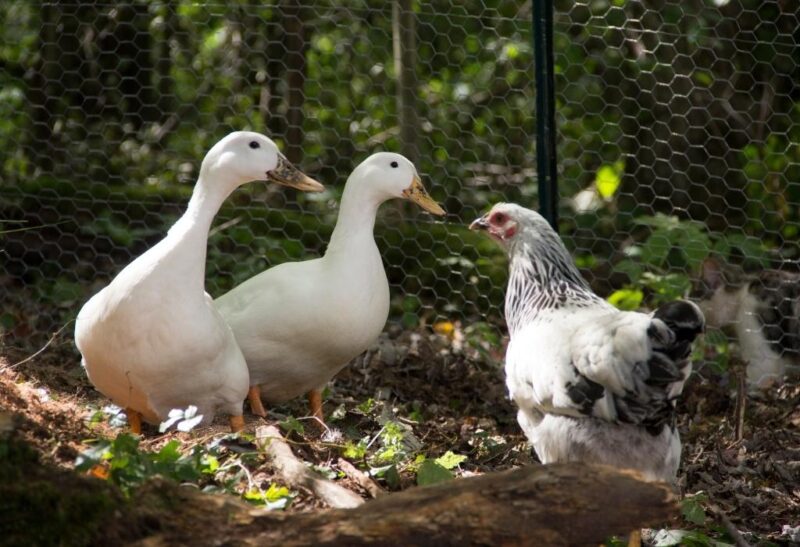 Can Ducks and Chickens Mate