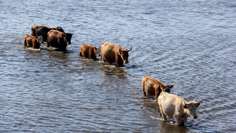 Can a Cow Swim in the Sea