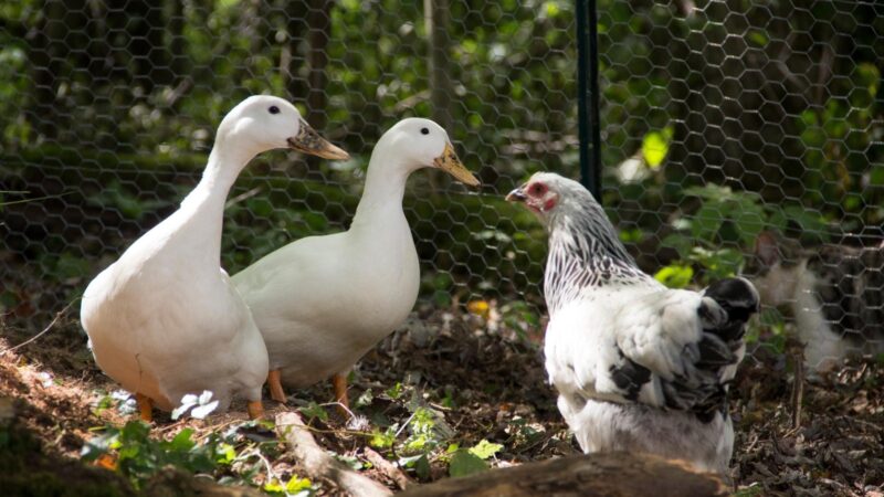 Chicken Behavior vs. Duck Behavior