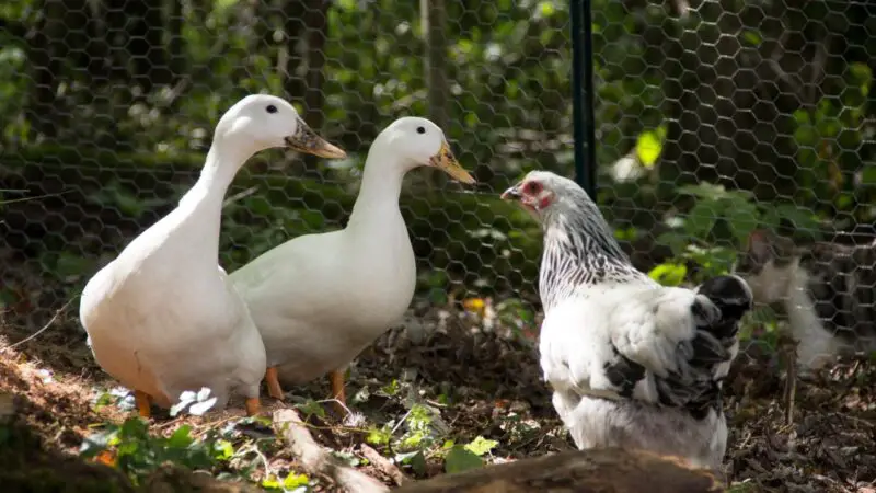 Chicken Behavior vs. Duck Behavior