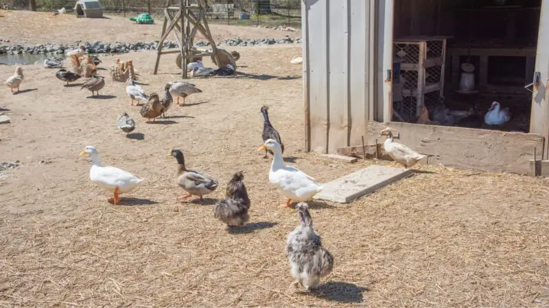 Chicken Coop vs. Duck Coop