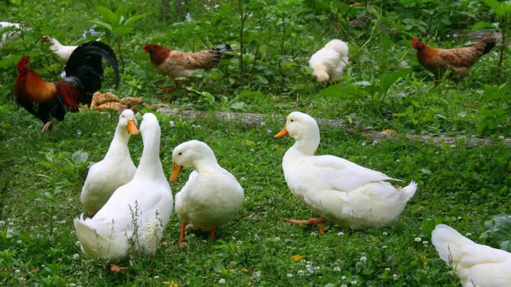 Chicken Food vs. Duck Food