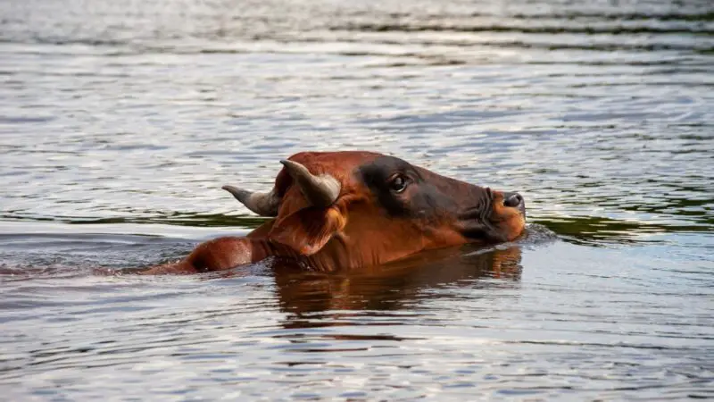 Do Cows Float or Swim