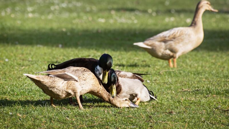 Do Ducks Mate for Life