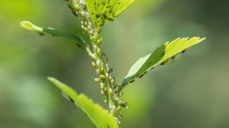 Do Hoverflies Eat Aphids