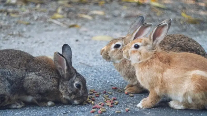 Do Rabbits Eat Less in Summer