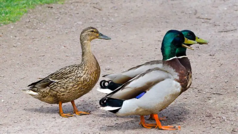 Duck Mating Behavior