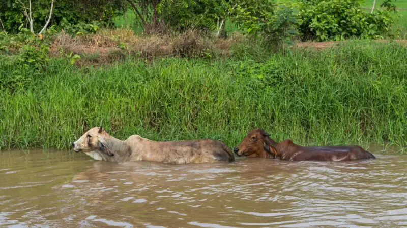 How Far Can a Cow Swim