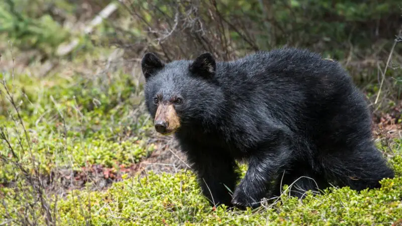 How Fast Are Black Bears