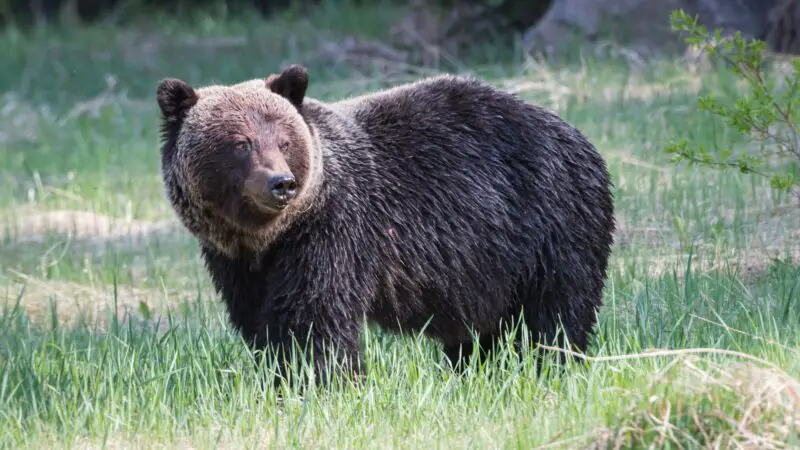 How Fast Are Grizzly Bears