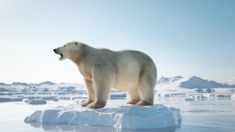 How Fast Are Polar Bears