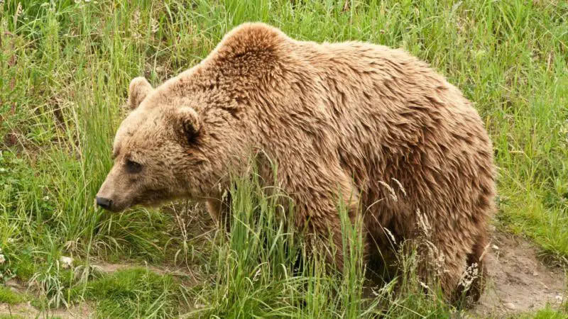 How Fast Can a Kodiak Bear Run