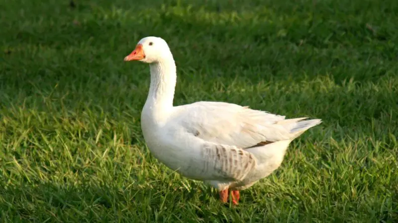 How Good is a Duck’s Eyesight