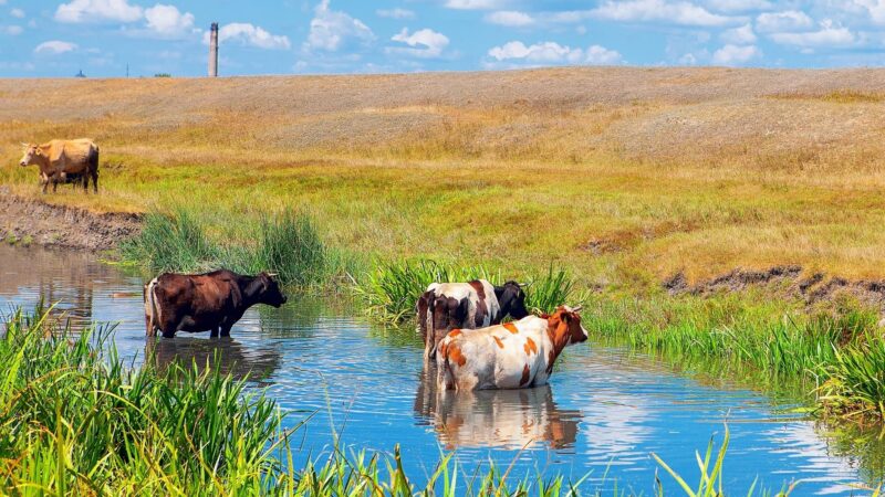 How to Help the Cows Swim Safely