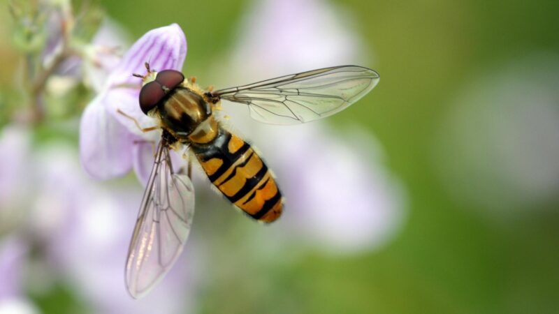 What Are Hoverflies