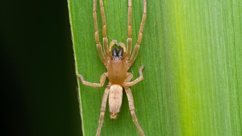 What Is a Yellow Sac Spider