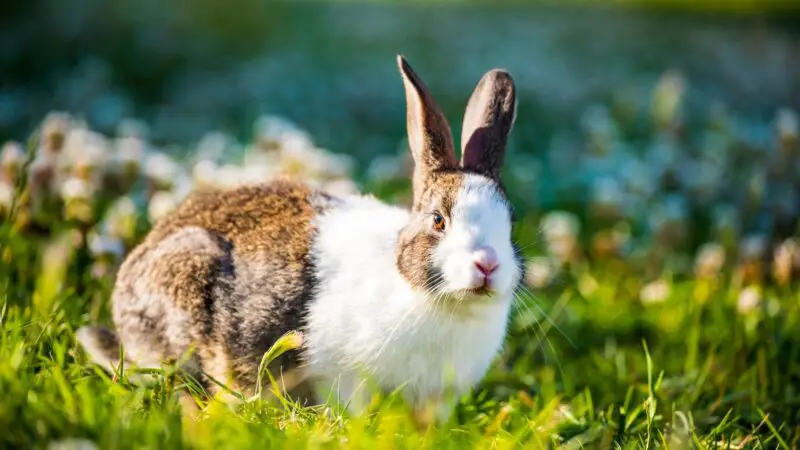 What Temperature Is Too Hot for Rabbits