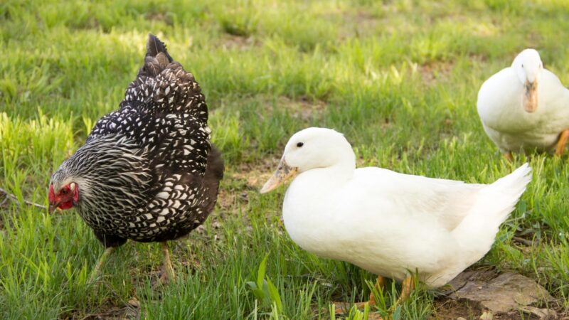 Why Ducks and Chickens’ Mating Organs Aren’t Compatible