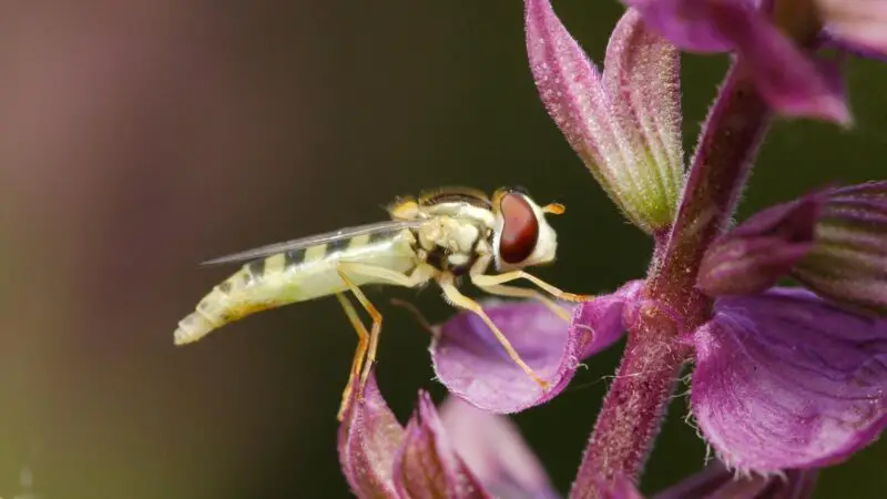 Why Is My Garden Full of Hoverflies