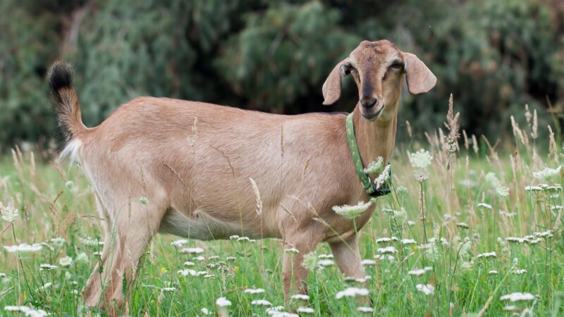 Anglo-Nubian Goats