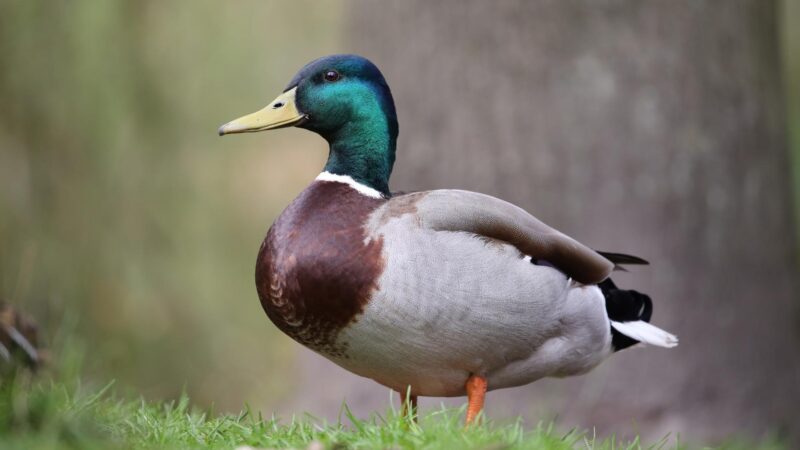 Are Ducks Good Pets