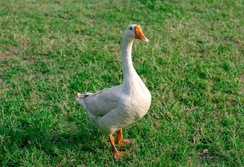 Are White Geese Non-Aggressive