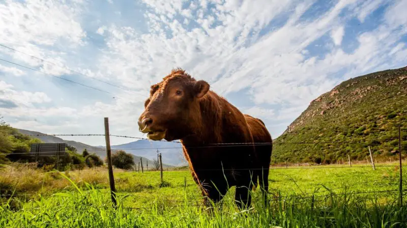 At What Age Are the Bull Nose Ring Fitted