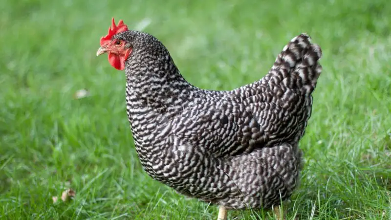 Barred Rock