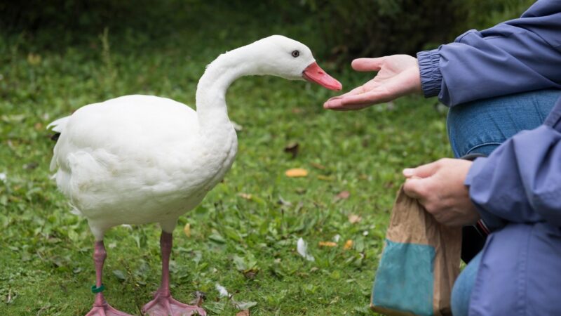 Benefits of Ducks as Pets