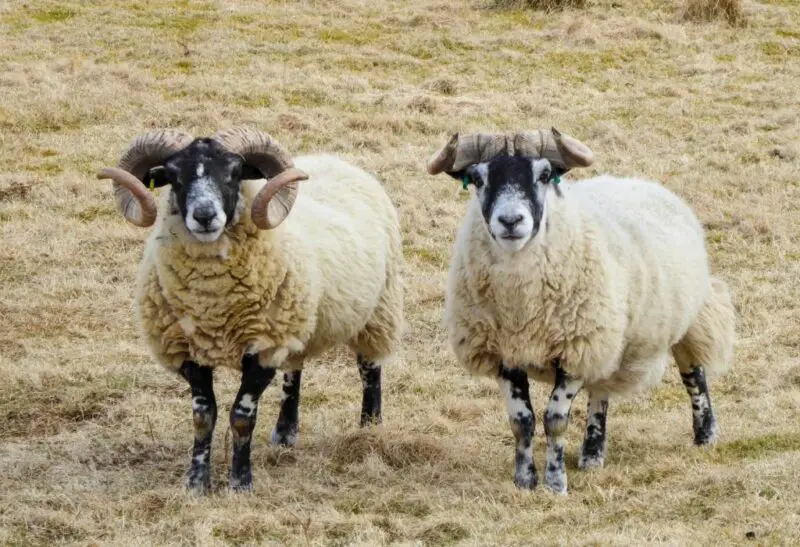 Breeds of Sheep with Black Faces