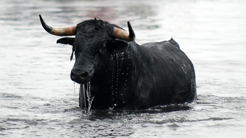 Can Bulls Swim Underwater