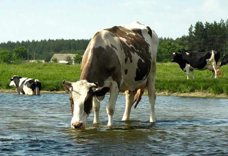 Can Bulls and Cows Swim