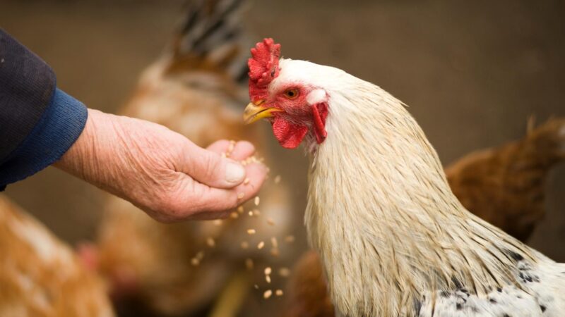 Can Chickens Exist without Humans