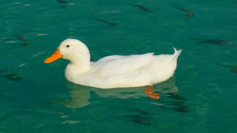 Can Ducks Sleep While Swimming