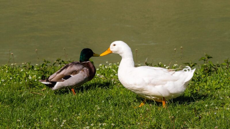 Can Ducks and Geese Mate