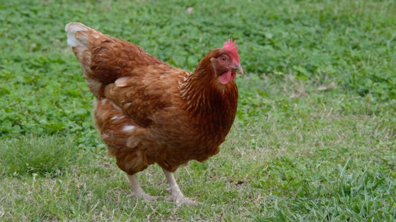 Can Laying Hens Be Used for Meat