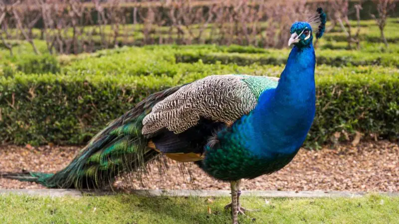 Can Peacocks Eat Chicken Food