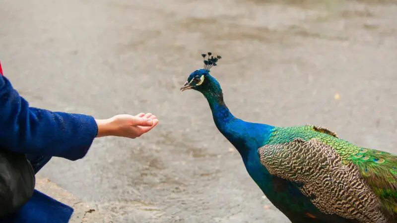 Can You Feed Wild Peacocks